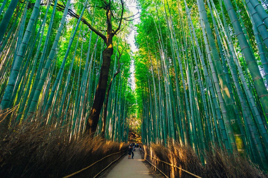 arashiyama-bamboo-forrest